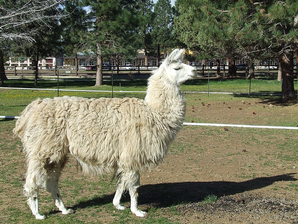 A llama